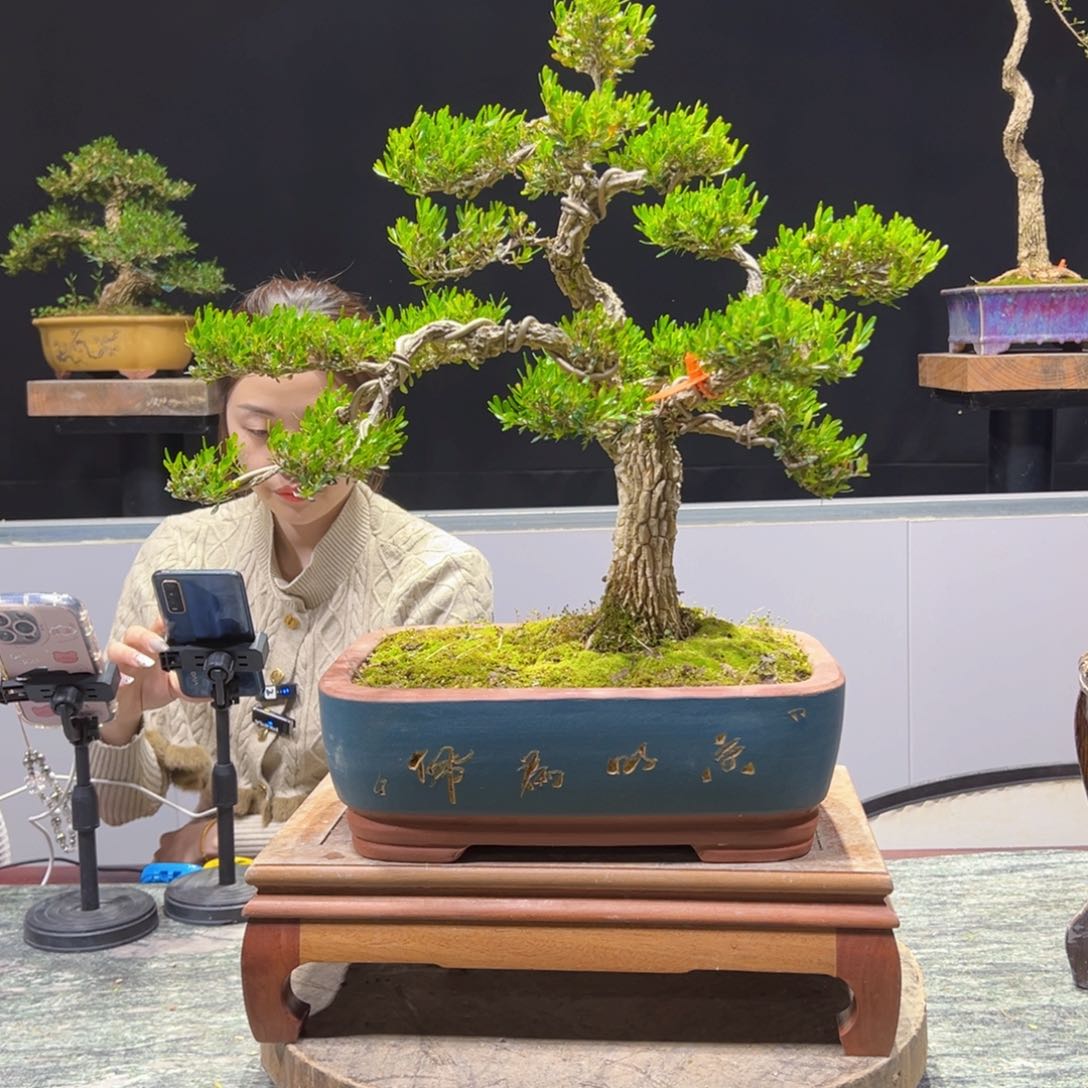 四季常青老桩黄杨盆景