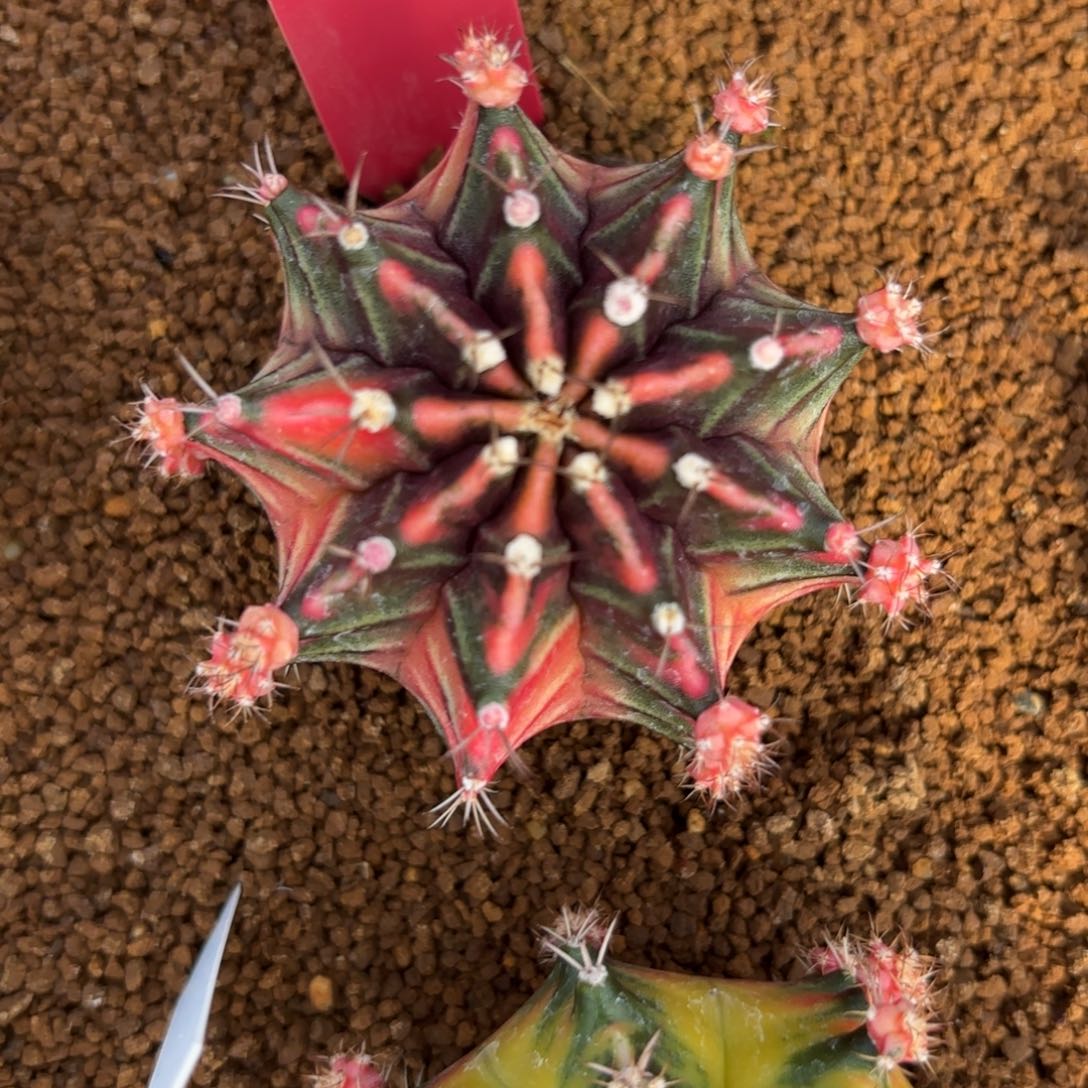 L529-1226泰国发货 749