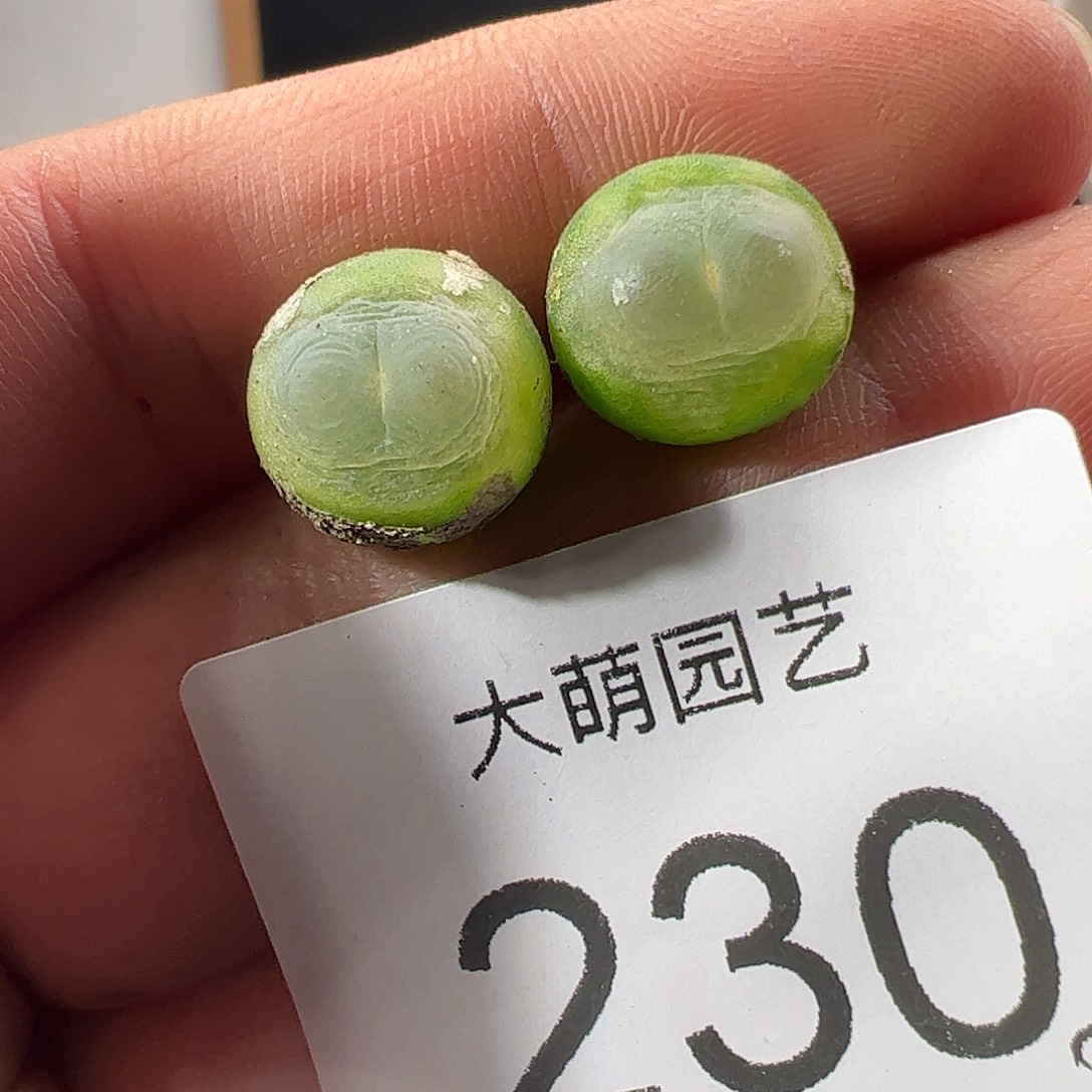 一物一拍。     230