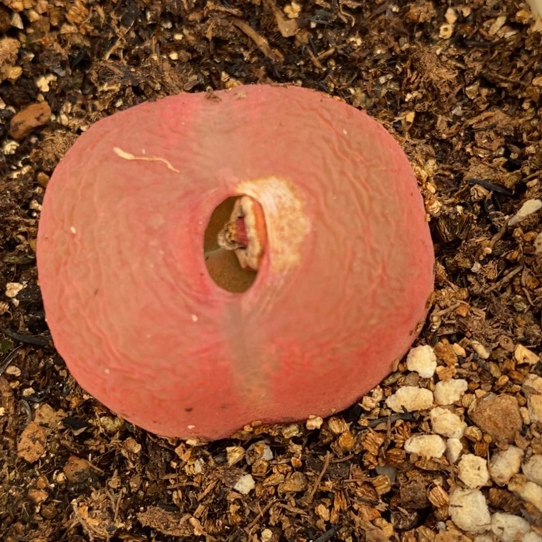 1292一颗一颗一颗