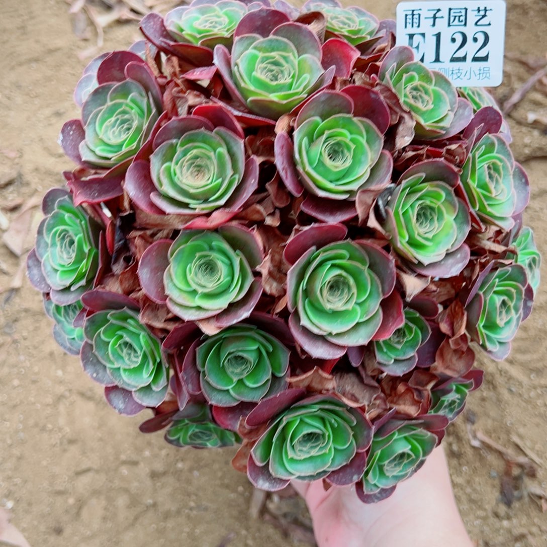 魅金玫瑰冠幅20左右122号