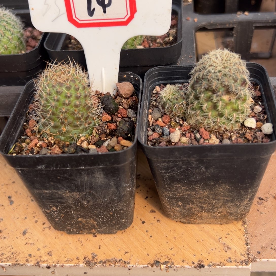 y***6 14 2往事多肉园仙人球开花