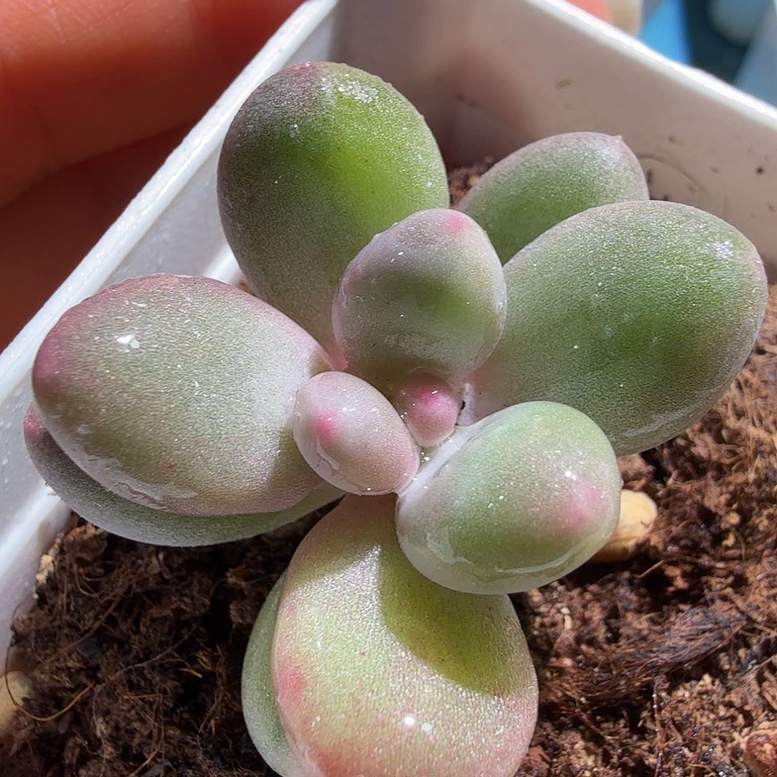 奶酪锦，多肉植物