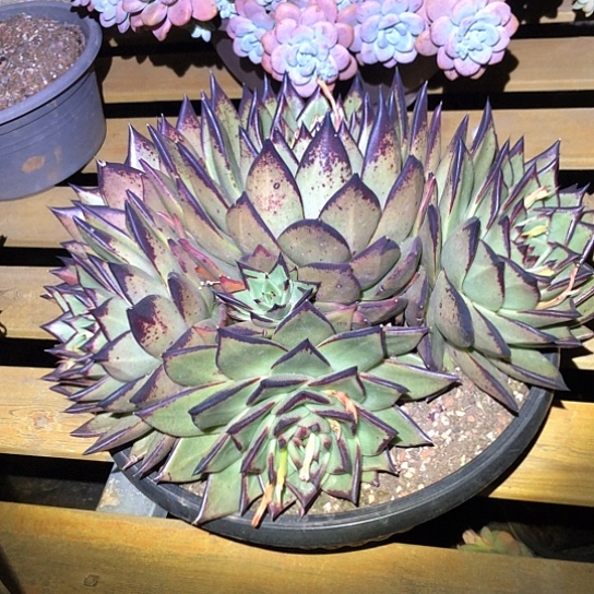 乌木大群多肉植物