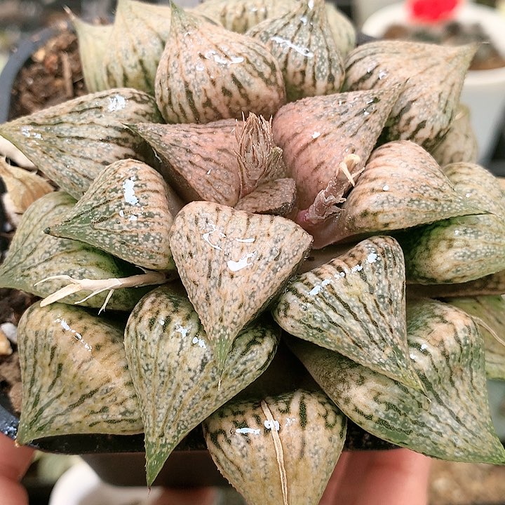 桃源乡母本一物一拍无根