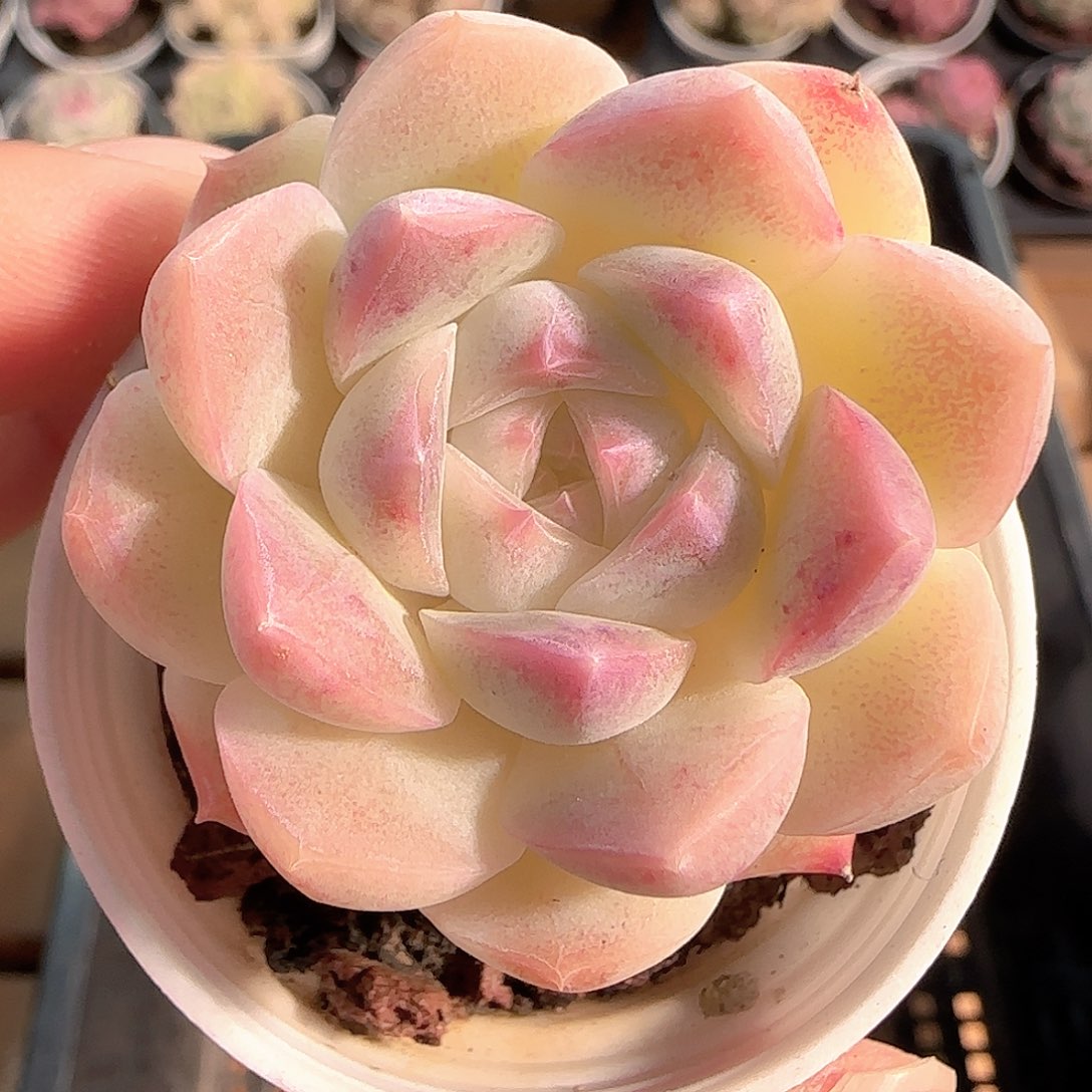 多肉1211-145白桃汽水