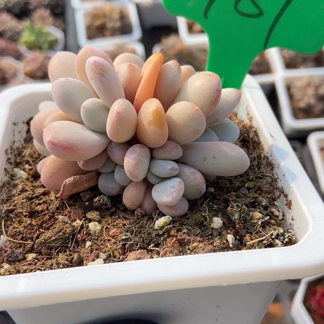 787粉兔多肉植物保护