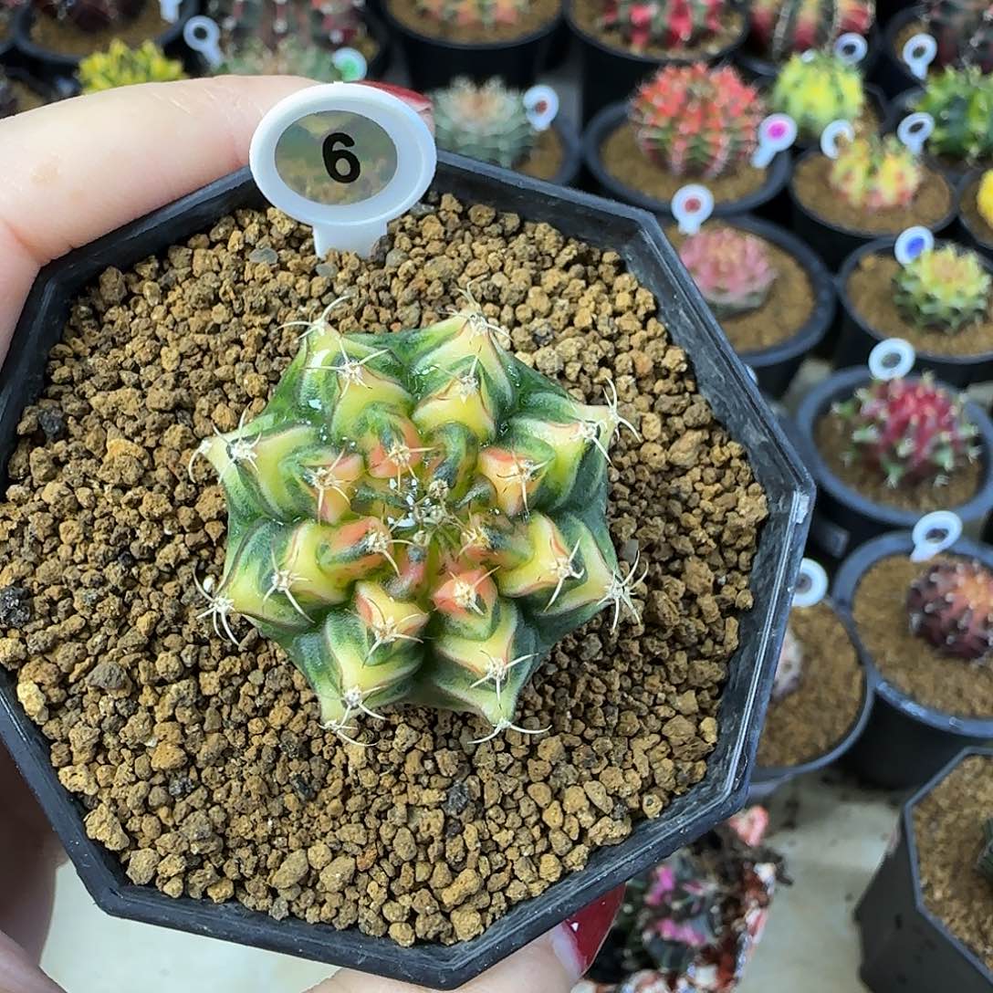 名品侧芽喜欢直接拍