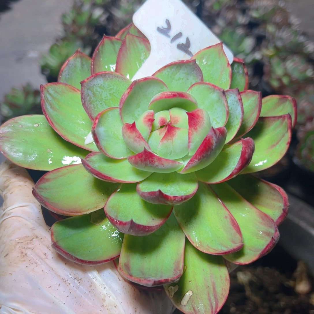 数****⭐惊鸿仙子2121号有干疤介意勿拍