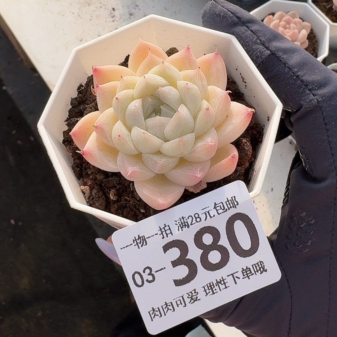 白卡无盆土发货无