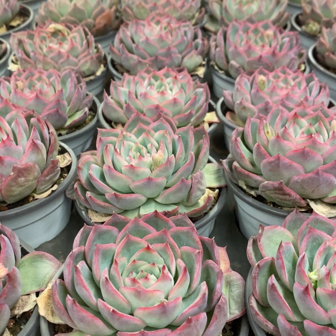 19。法兰西玫瑰。单头。