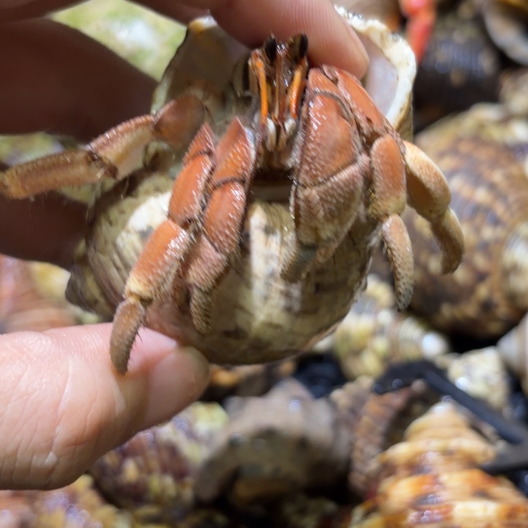 活体宠物 不退不换 4