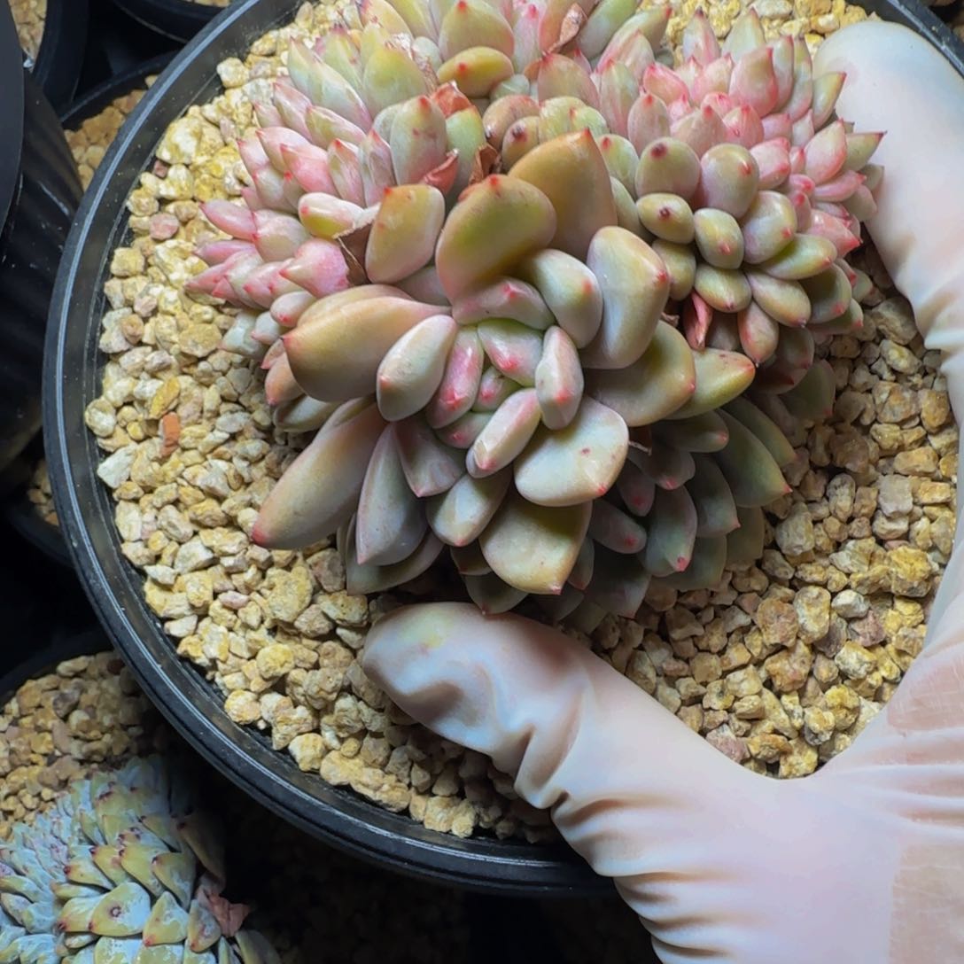 p p p p pp p p p 2