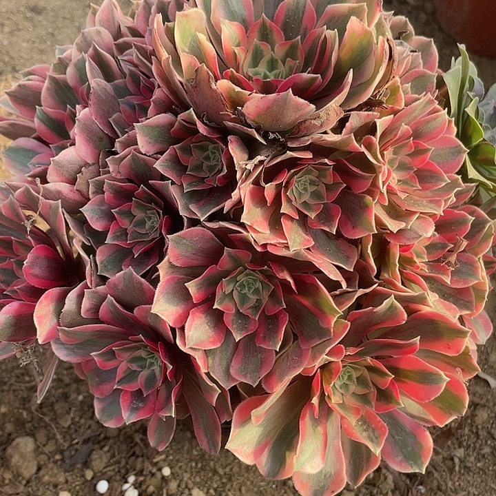 074女妖对肉植物的