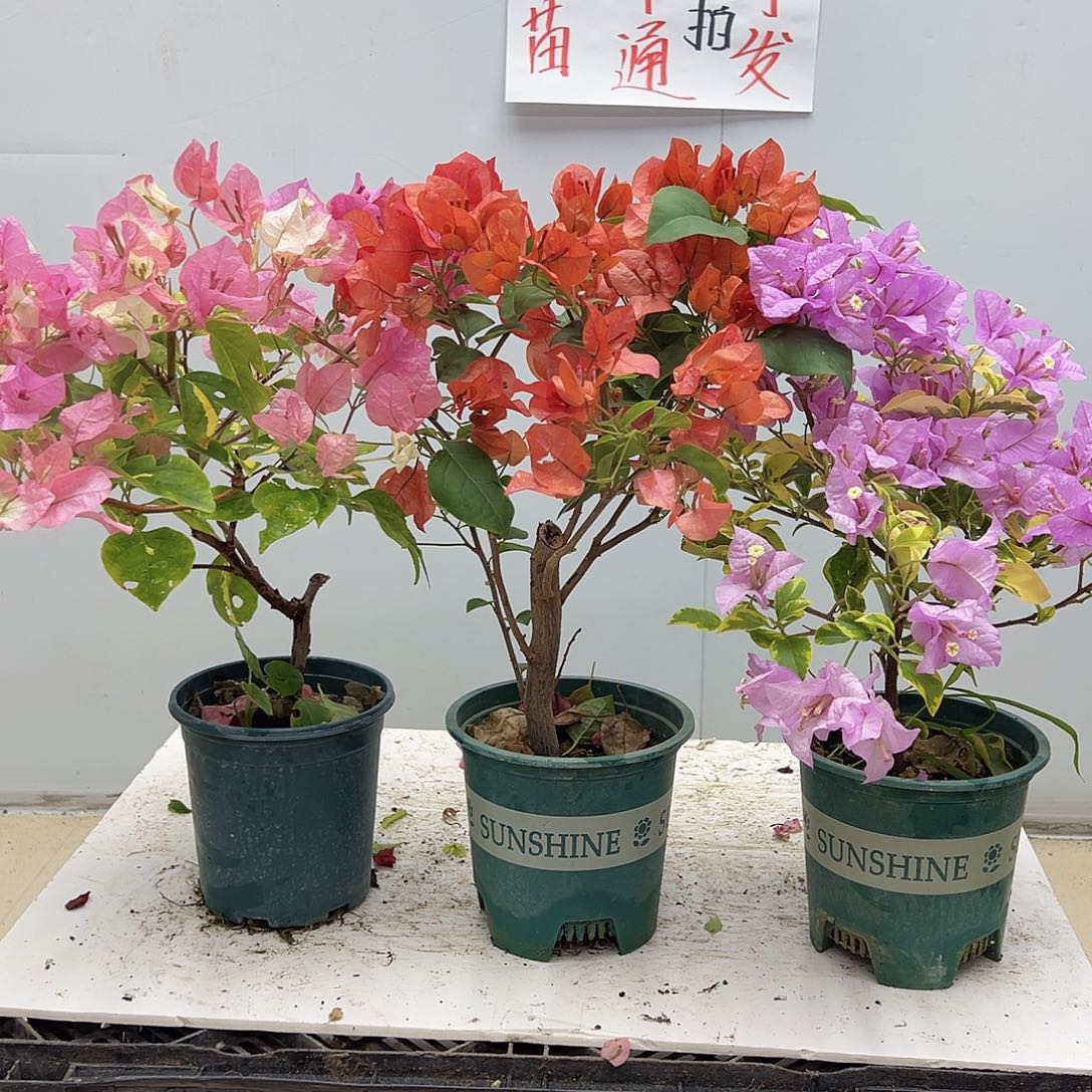 大部分花苞少量开放金心橙白，夕阳红，金边粉可爱组合