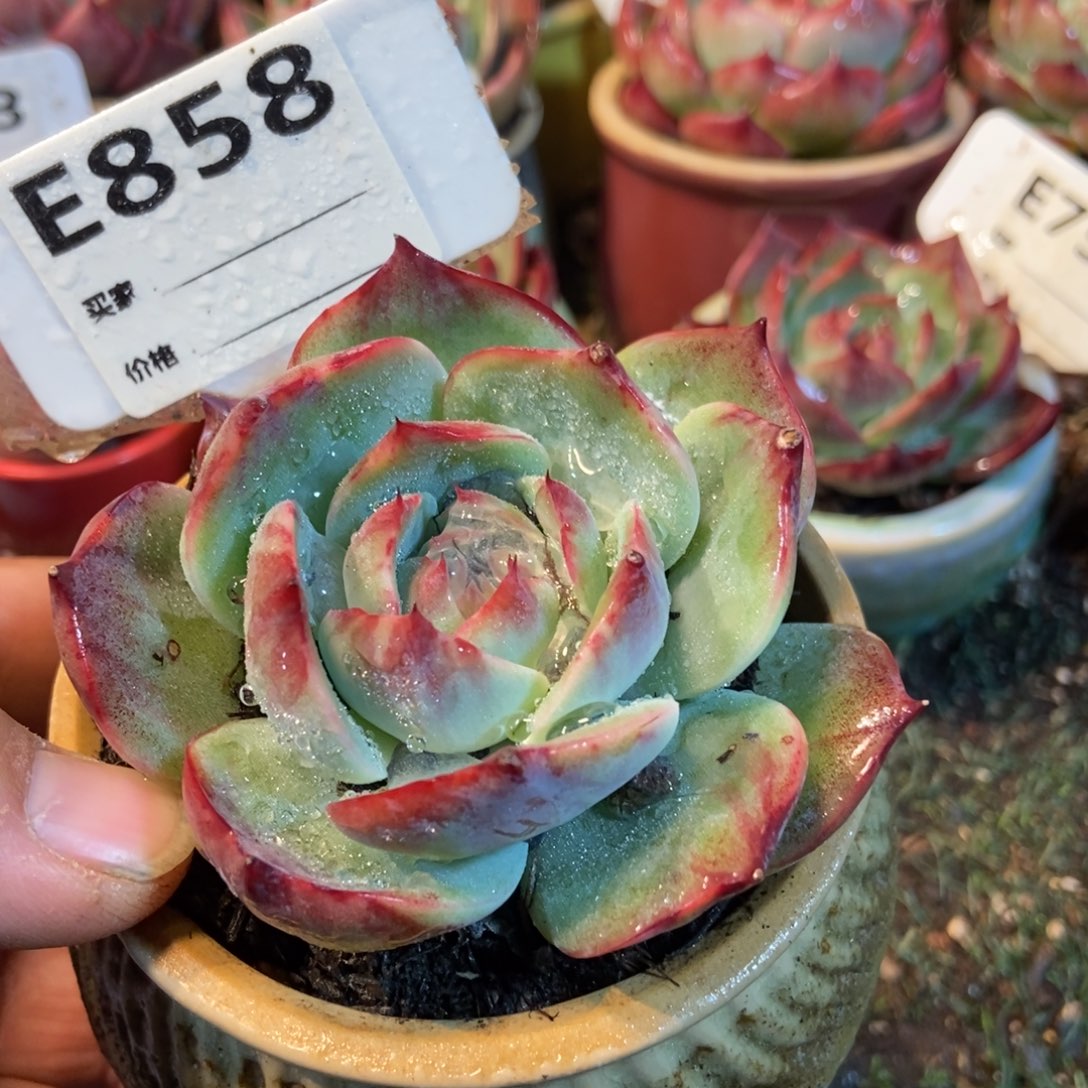 惊鸿一瞥858号多肉植物