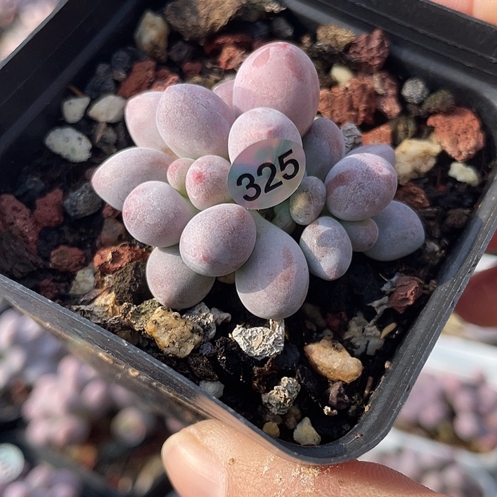 仙子奶酪多肉植物