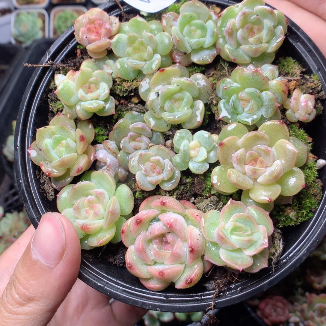 无花朵W16。b3英语英语英语英语