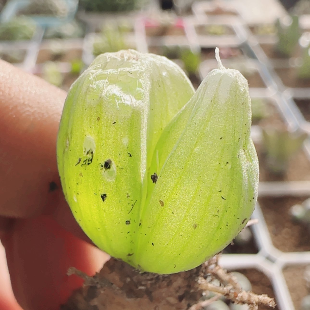 【闪购商品】21017