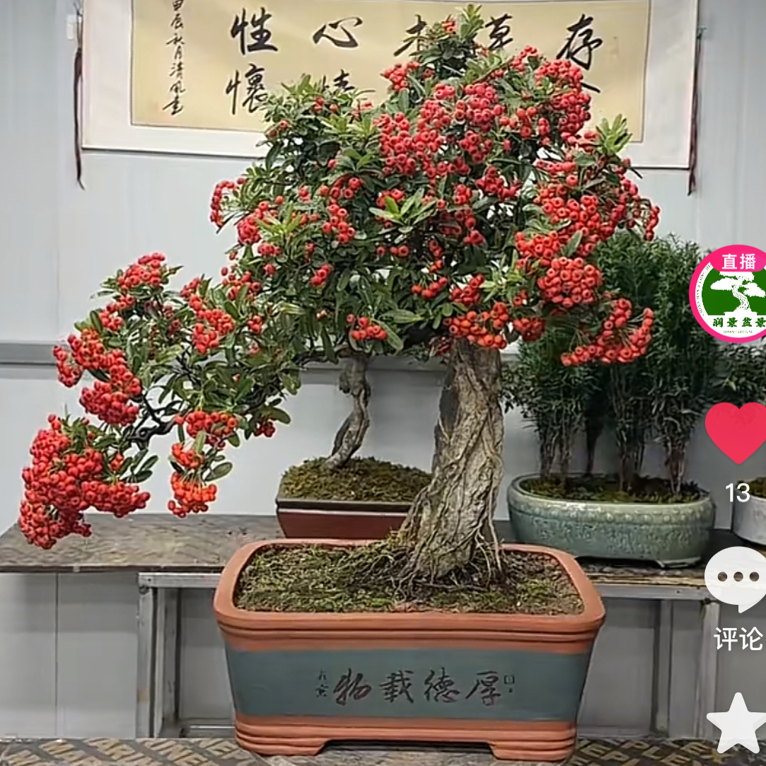 火棘盆栽植物吉祥果室内外好养四季观赏绿植