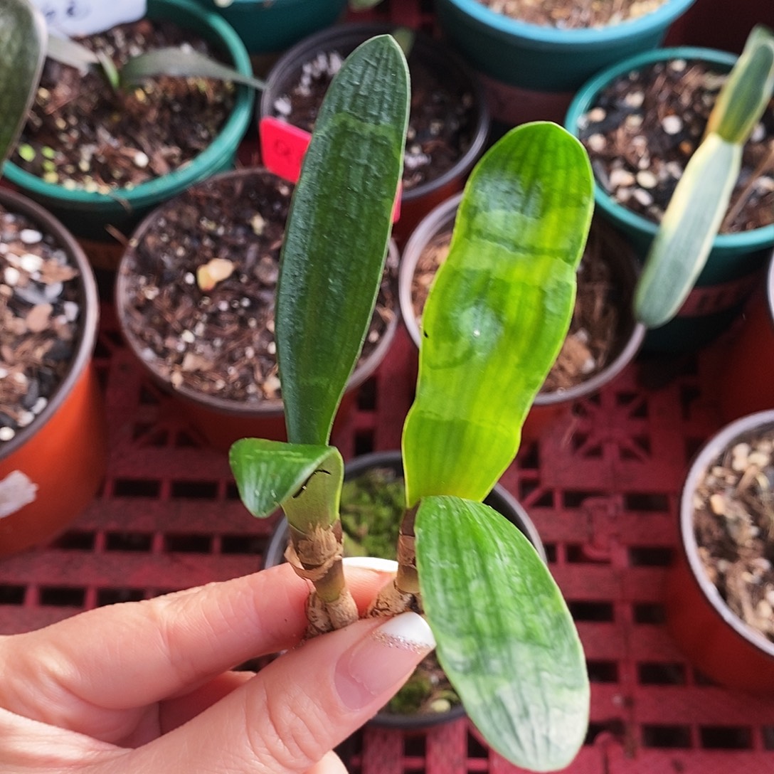 完全开放君子兰毛意境