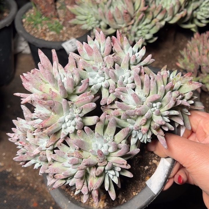 208白鹭哈哈哈哈哈哈哈