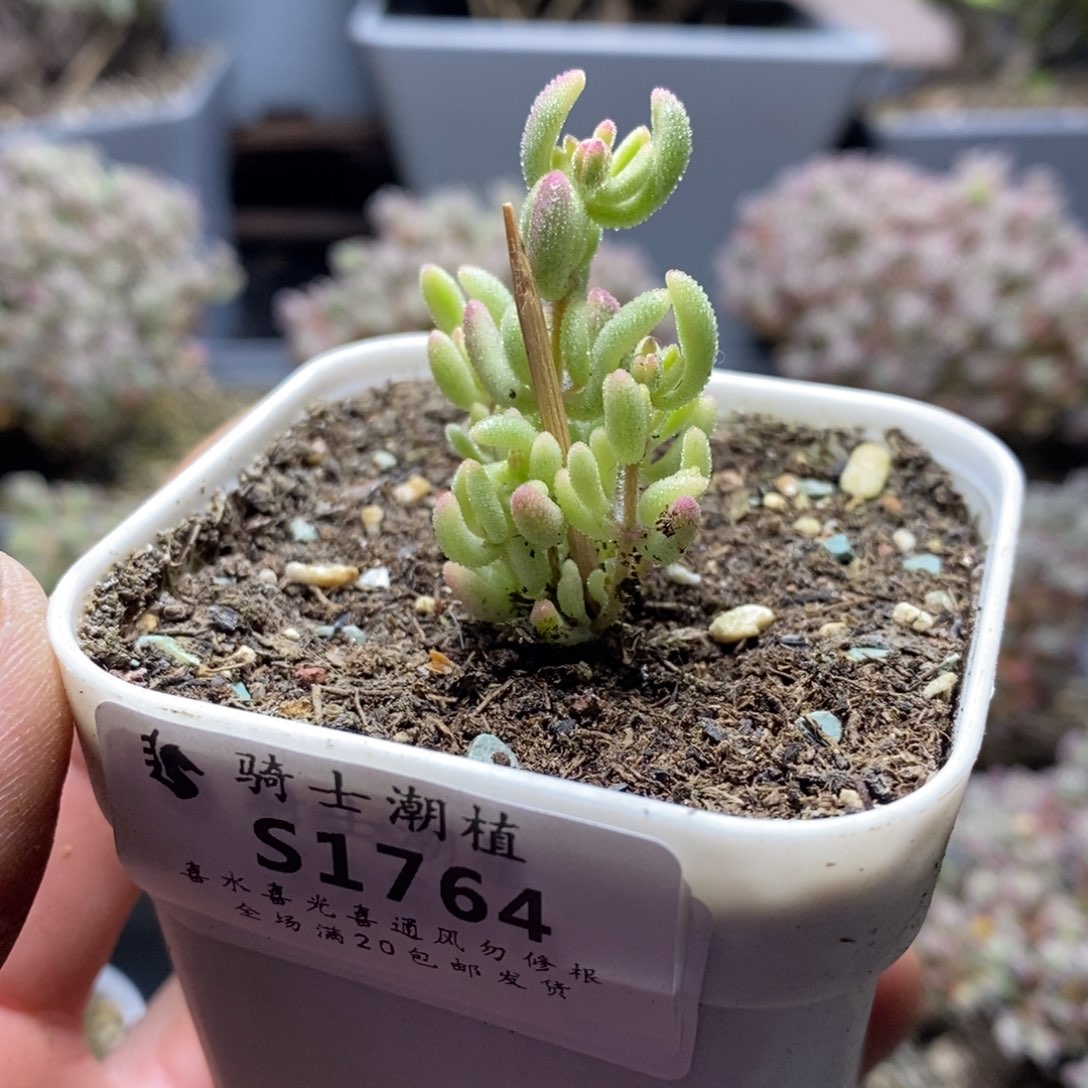 1764红宝石锦枝干番杏