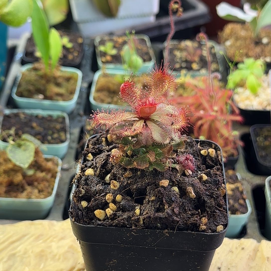 完全开放斯氏茅膏菜