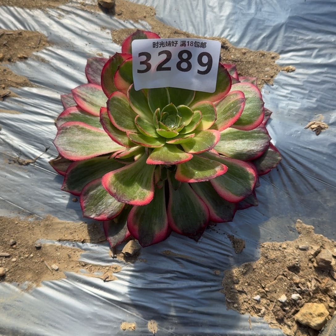 我****她3289黑魔锦多肉植物