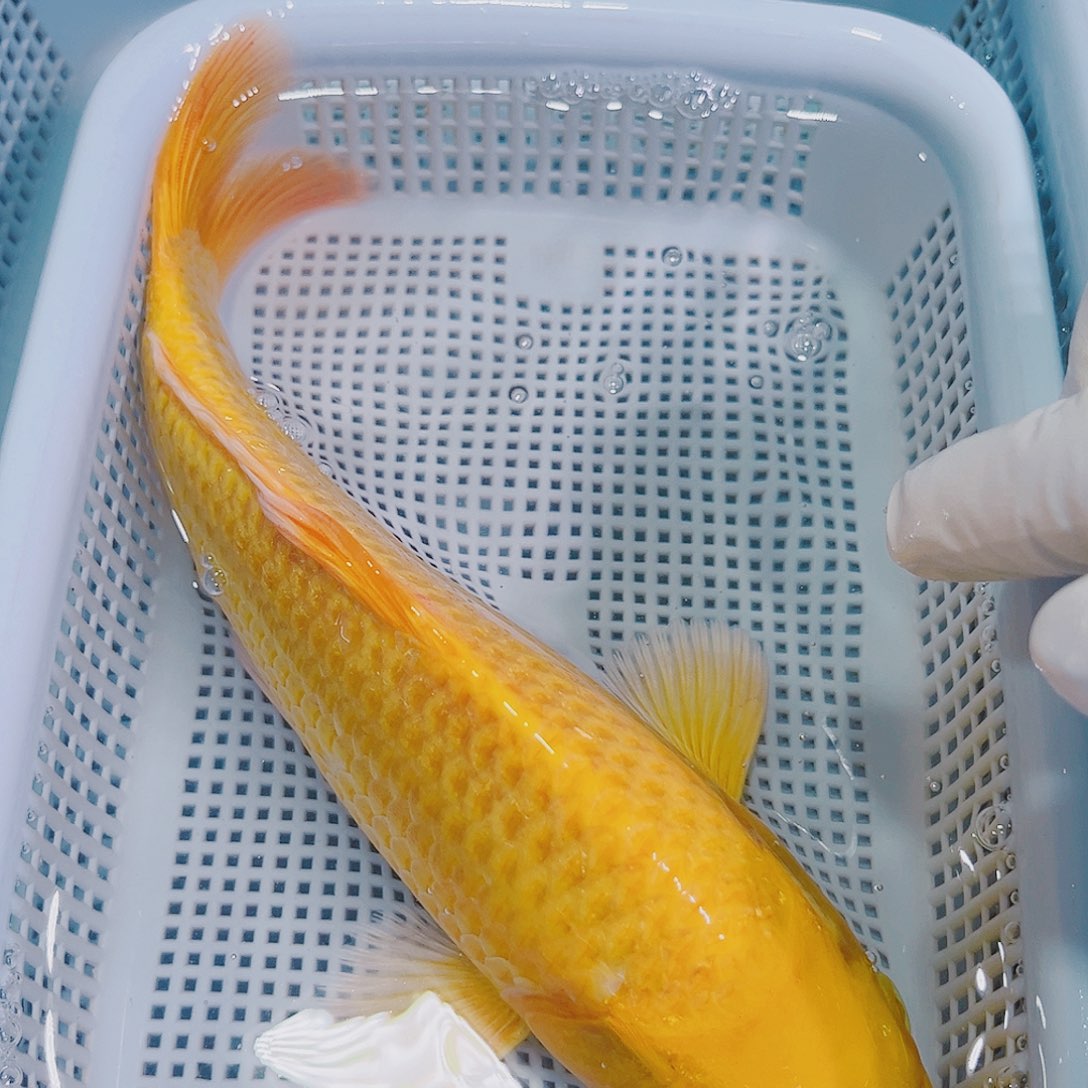 锦鲤锦鲤冷水鱼观赏105