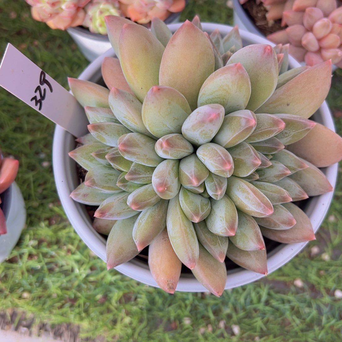 香玉的故事是一个人的