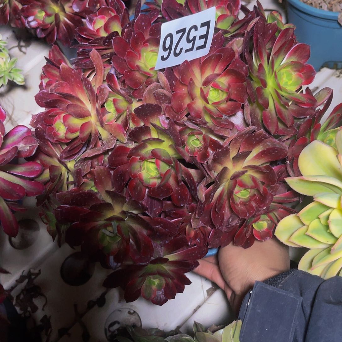 安娜法师3–23包邮fa s