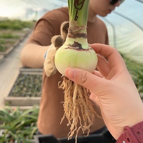 汤姆5.5～6包对版