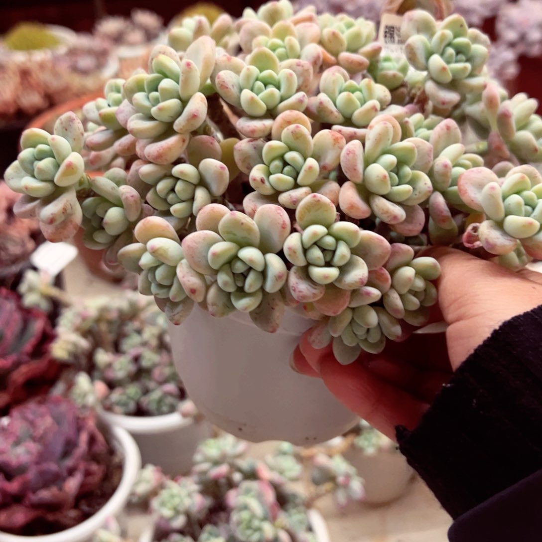 劳尔整桩160杯多肉