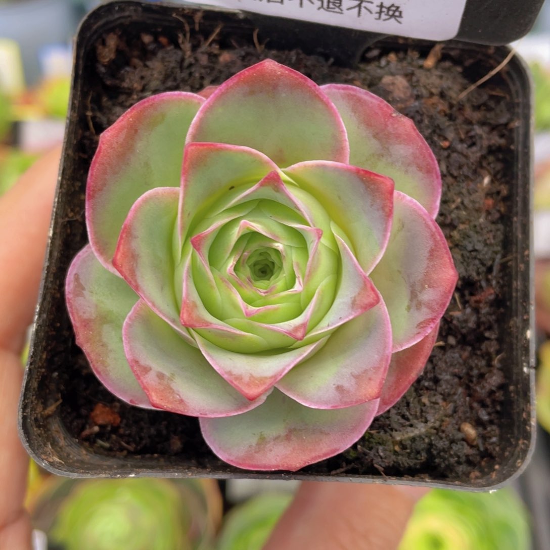 黄杂230一物一拍