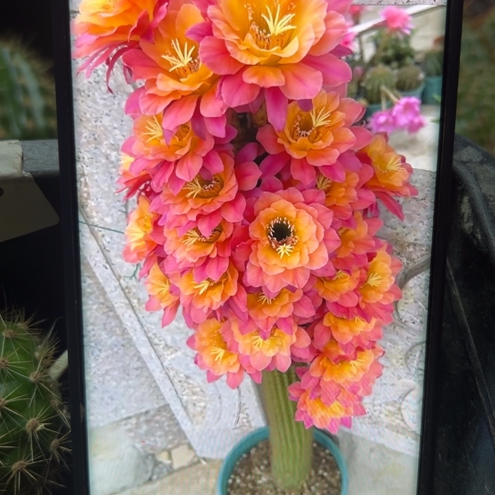 2金妞时光歪无根测压6公分左右20包邮