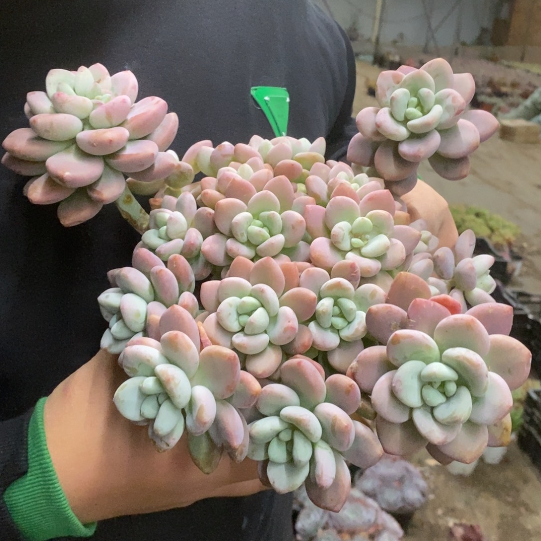 樱花红洛神整桩，160杯八亩地