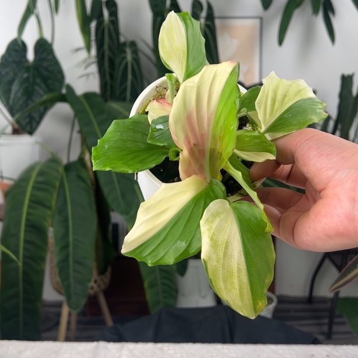 不开花植物双头阴阳孔雀姜锦