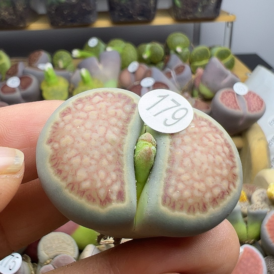 潜****弹179下播福利纯炸