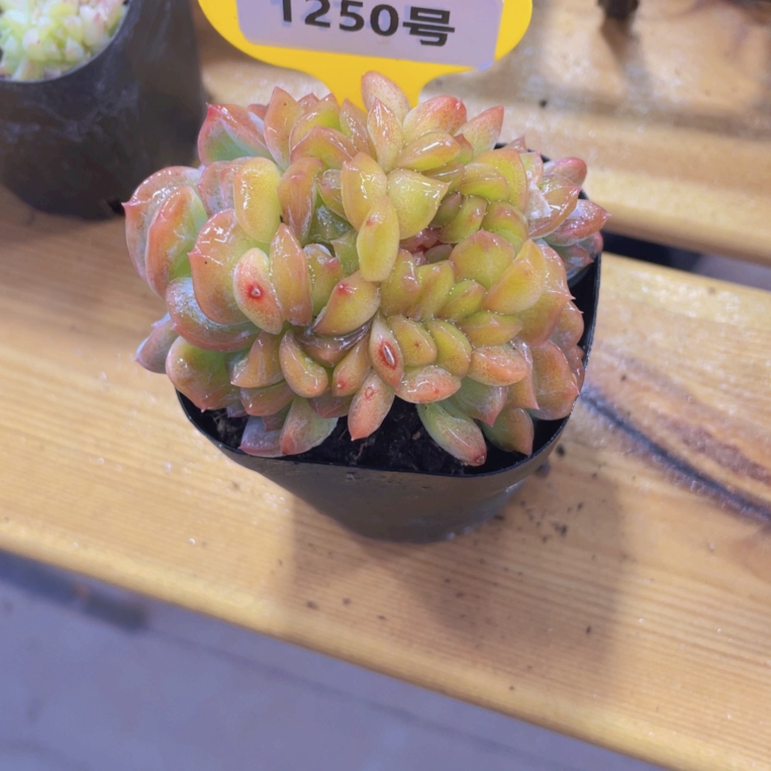 1250号 龙头精品草莓啵啵缀化