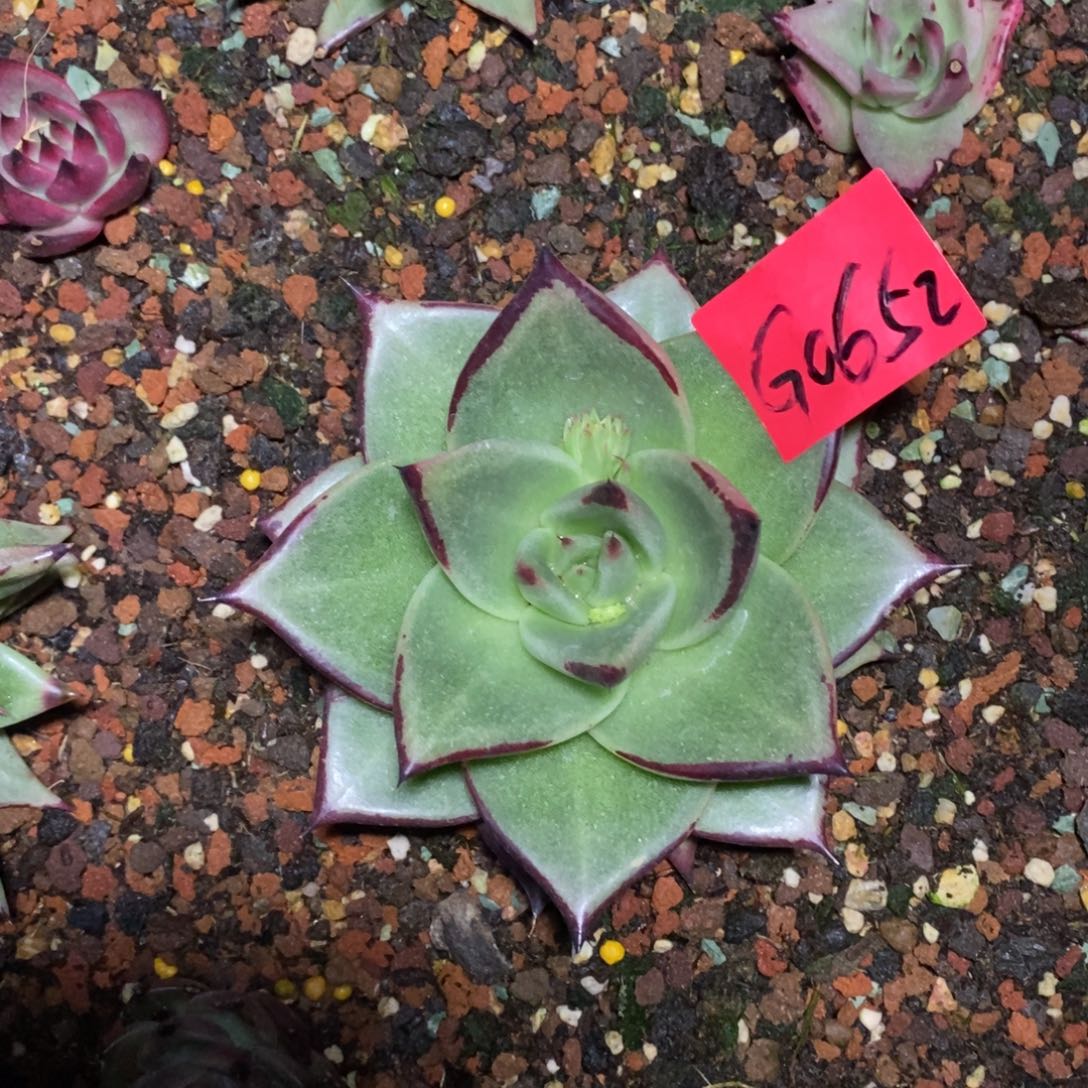 多肉植物多肉植物0652