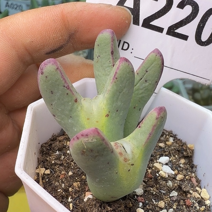 肉***爱220。满38包邮肉锥