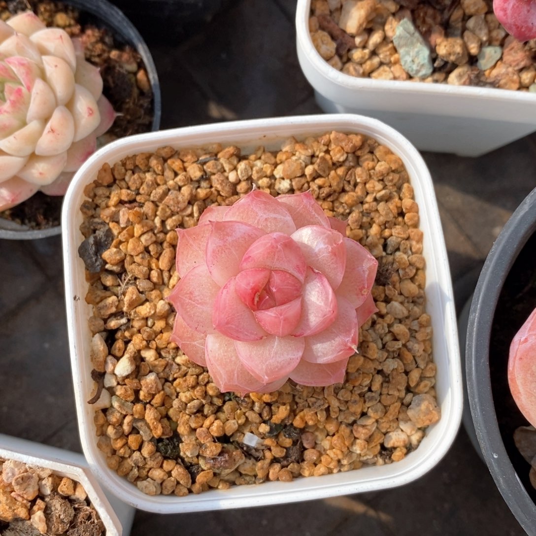 精品多肉一物一柏不包整445