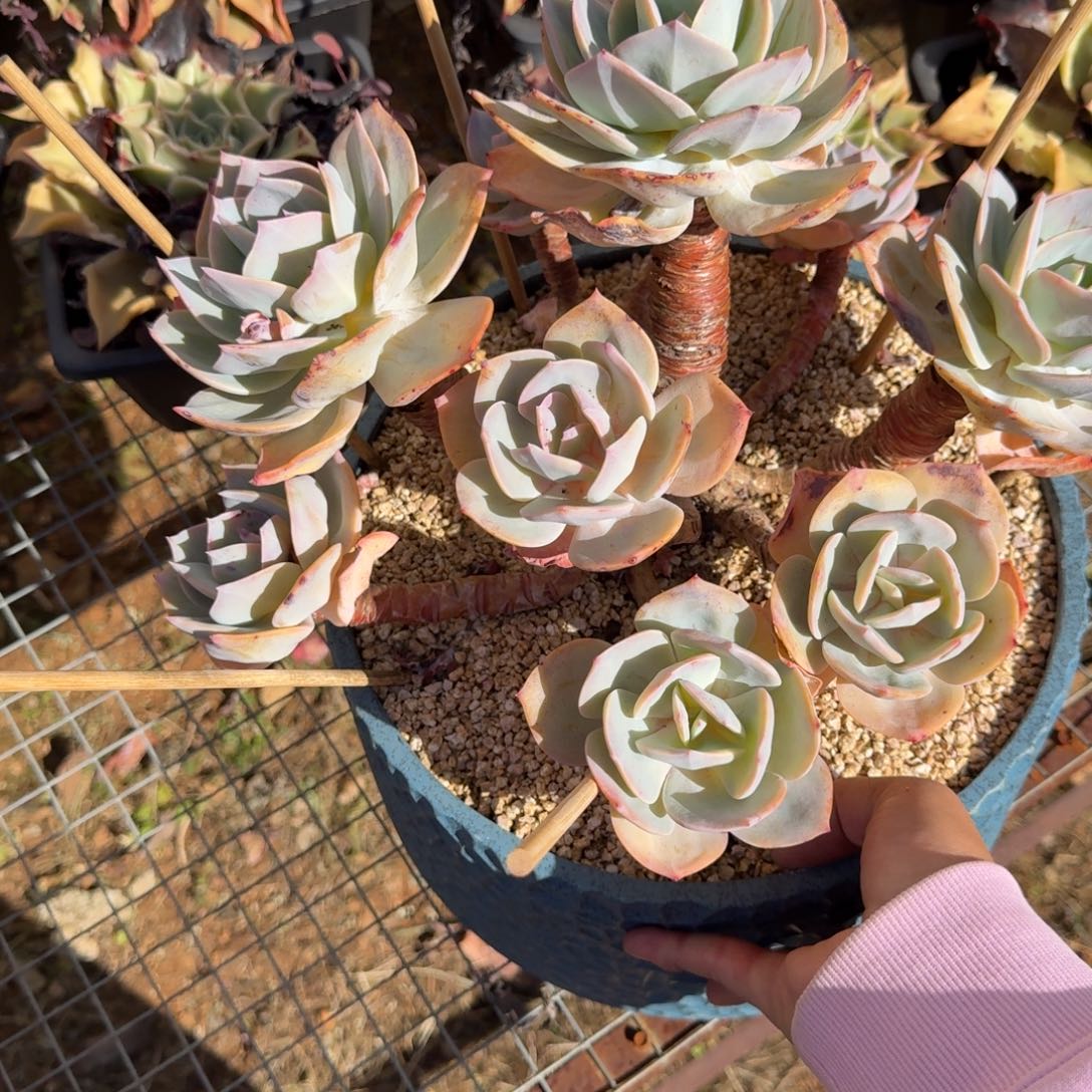 寄养于一个人和几位同事之中