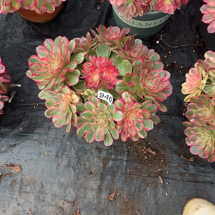 乖***^精品多肉植物0904