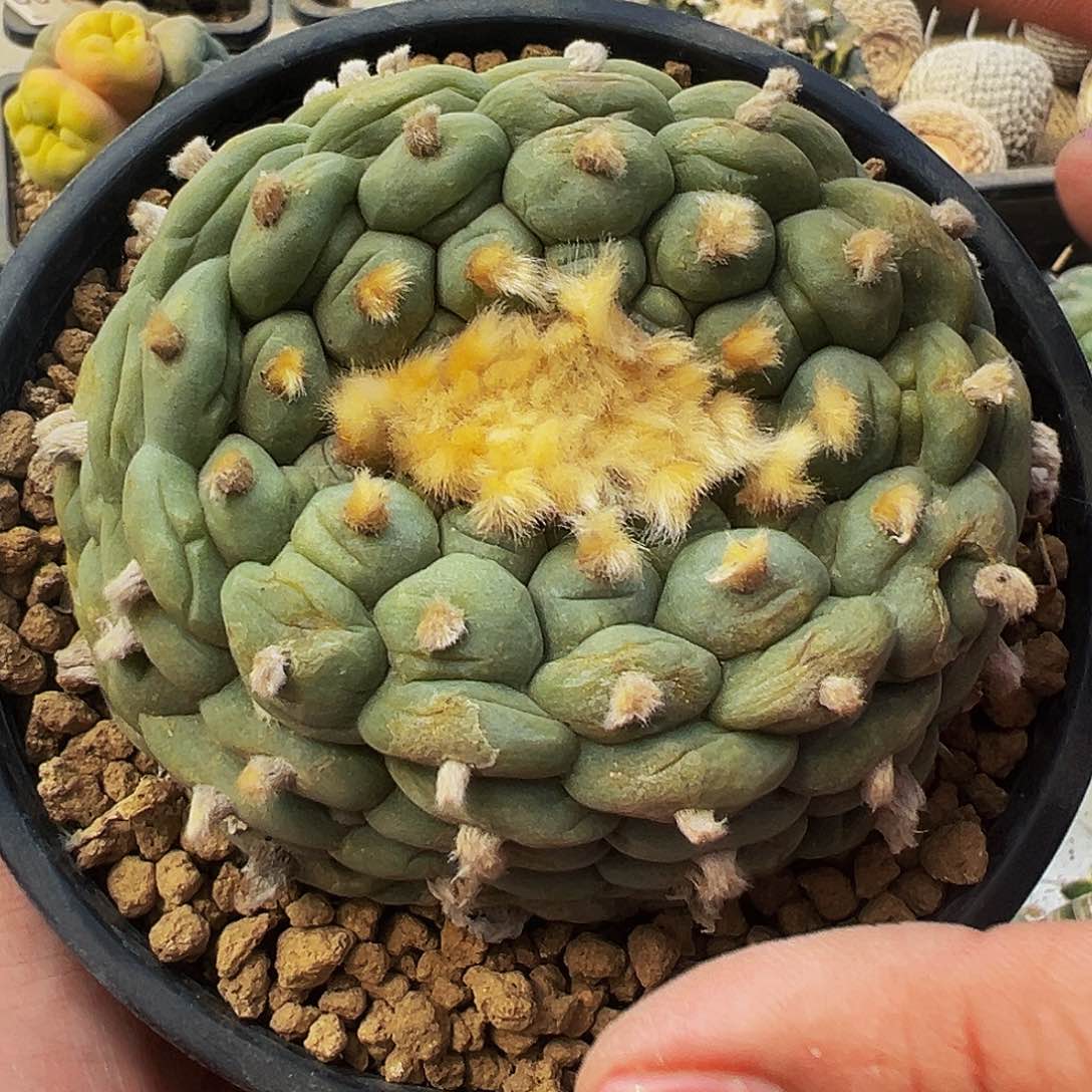 落地自根海鲜，尺寸9.5