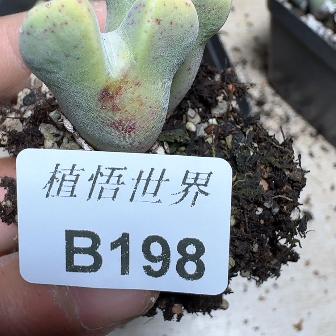 198盒多肉植物哇g g