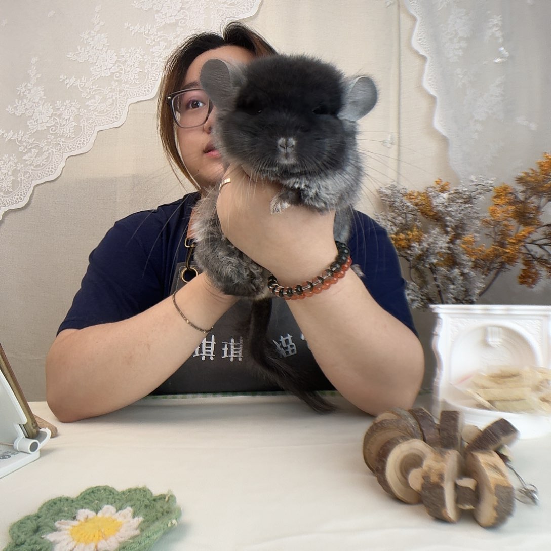 龙猫长毛丝绒浅黑弟弟