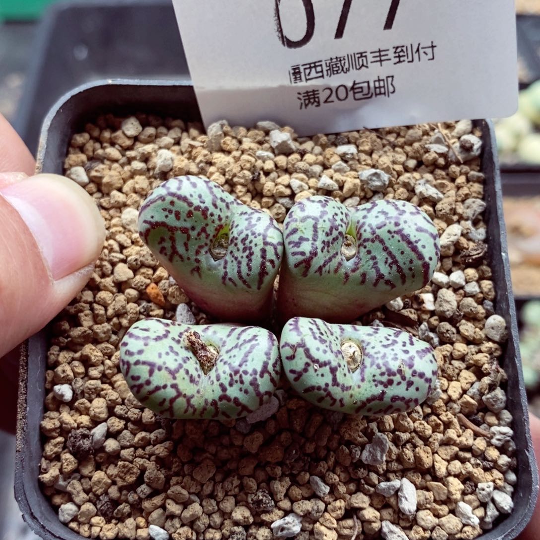 我的小姐姐们都是我的077