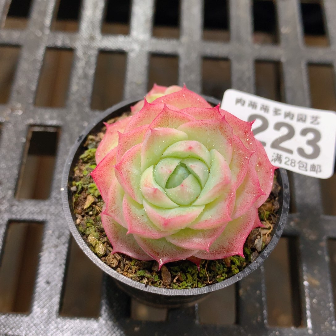 肉萌萌拇指盆精控多肉ZS223